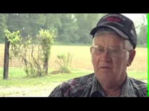 how to harvest tobacco leaves