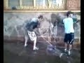suja...limpa...e dan�a ao estilo homem aranha gay...