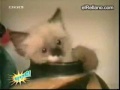 caiditas variadas 3