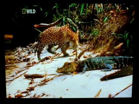 Jaguar Caiman