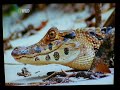 CAIMAN VS JAGUAR