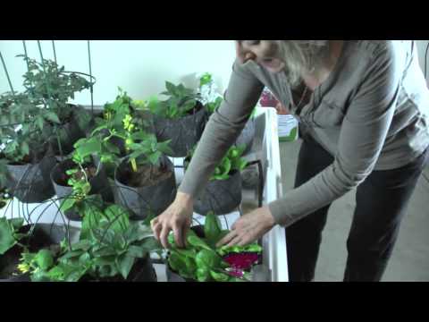 how to grow hydroponic plants