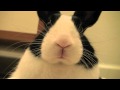 Bunny Staring