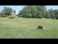 Lily Plays Soccer