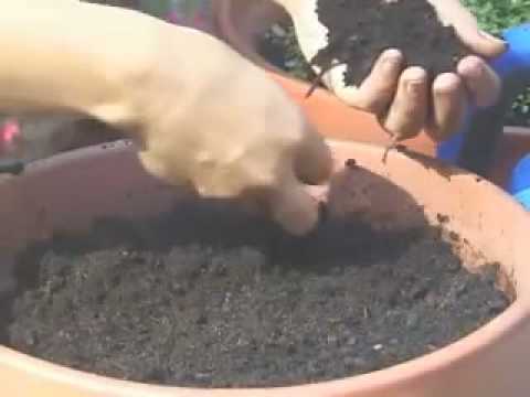 See video