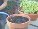 How to Grow Basil