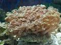 videos de My 75g saltwater fish tank