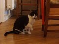 My cat's new toy