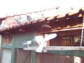 Nacional pigeons Sabol Oliver Nacional pigeons Sabol Oliver