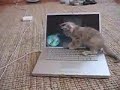 Gattino e LapTop