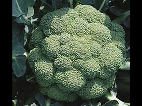 how to replant broccoli