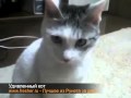Удивленный кот