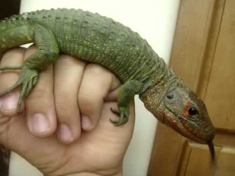 caiman
