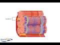 Muscle contractile protiens