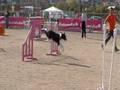 Jumping. Cesar Losada con Xonny