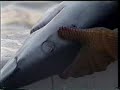 Shark finning - Aleteo de tiburones
