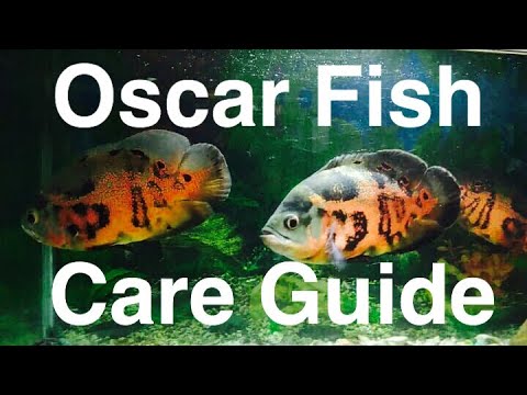 how to care oscar