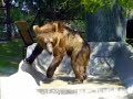 [bigcat.org] Grizzly cub at IEAS