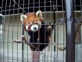動物園のレッサーパンダ