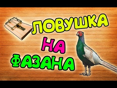 Как сделать петли для фазанов Как сделать петли для фазанов