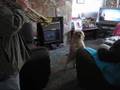 Border Terrier video