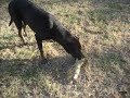 Dog Vs. Iguana Dog Vs. Iguana