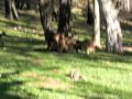very funny wallaby group sex filmed whilst in Australia. The video is a bit fuzzy at first but stick with it..not something you see everyday !!