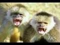 Monkey Knife Fighting - The Mockumentary (Part 1)