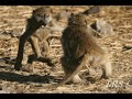 Monkey Knife Fighting - The Mockumentary (Part 1)