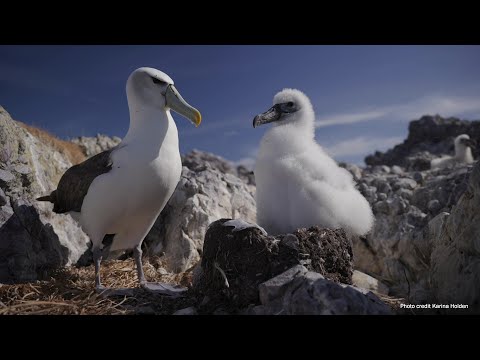 <p>Shy albatross and planning for climate change</p>
 video thumbnail