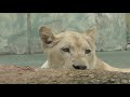 ホワイトライオン (姫路セントラルパーク) 2019年10月23日
