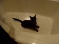 My Dizzy Little Cat