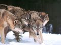 Wolves (Born Free) Wolves (Born Free)
