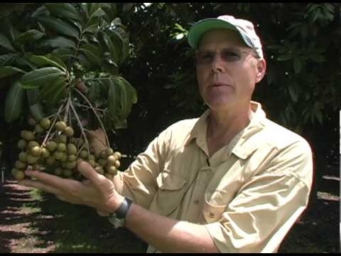 how to fertilize longan tree