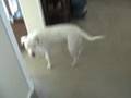 Dozer Puts Away Toys