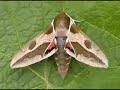 On The Track (of Unknown Animals) Episode Nine (June 2008)