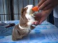 Peachy (Sheltie Cavy) Getting her treat.
