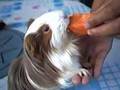 Peachy (Sheltie Cavy) Getting her treat.