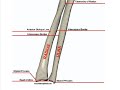 Anterior Bone Landmarks (Radius and Ulna)