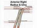 Anterior Bone Landmarks (Radius and Ulna)