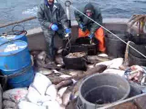 Bering Sea Fishing 2005 Halibut