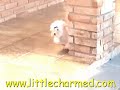 great-puppie-maltese-only-38lbs-full-grow.html