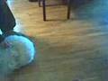 videos de La pazza Luna .3gp