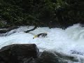 upper big creek 06