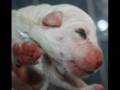 DOGO ARGENTINO -  KENNEL -  DI DIAVOLO BLANCO