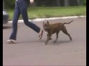 American staffordshire terrier