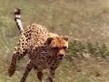 guepardos contra leones 5/5