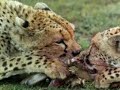 guepardos contra leones 5/5