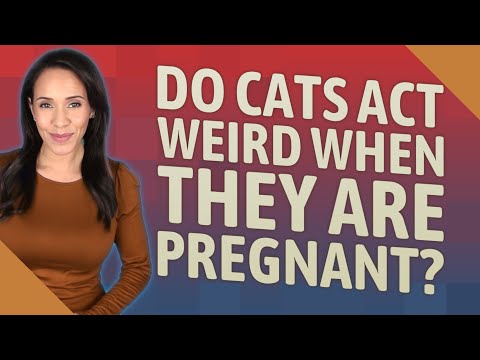 Do cats act weird when they are pregnant?