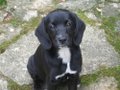 Fox News Hates Puppies? (Obama WINS!!!)